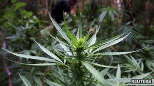 A marijuana plant