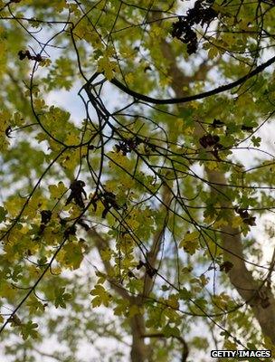 Ash trees (Getty Images)