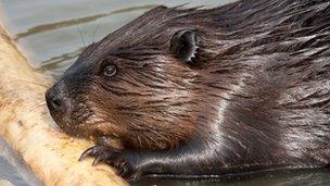 Beaver (picture by Richard Witte van den Bosch)