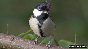 Great tit with avian pox
