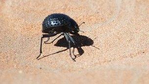 western desert beetle