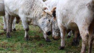 Chillingham cattle