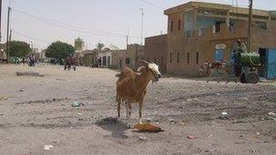 A sheep on a garbage-littered street in Mauritania (archive shot)
