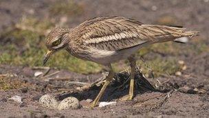 Stone curlew, Breckland