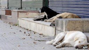 Group of stay dogs lying in an empty street