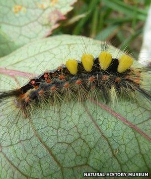 Vapourer moth caterpillar (Image: Natural History Museum)