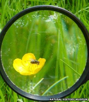 Fly on a flower through a looking glass (Image: Natural History Museum)