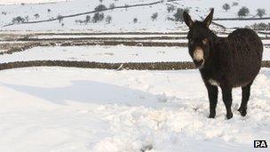 Donkey in the snow-covered hills above the Glens of Antrim