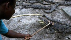 Employee at a crocodile farm in Ivory Coast move the reptiles during cleaning operations (1 July 2006)