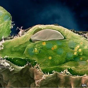 SEM of chloroplast