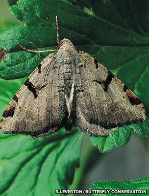 V-moth (Image: Roy Leverton/Butterfly Conservation)