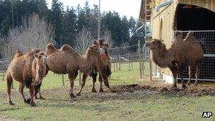 Camels at Rotfelden farm, Germany, 31 January