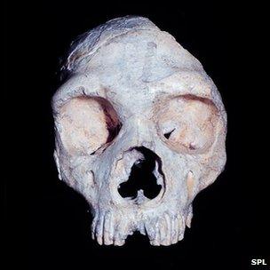 Gibraltar Neanderthal skull