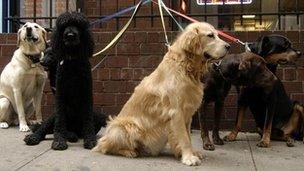 Group of dogs outside a restaurant