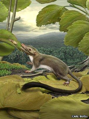 Artist's conception of ancestral mammal