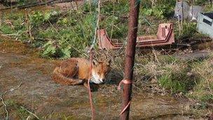 Urban fox in allotment