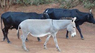 Donkeys and cattle in Africa