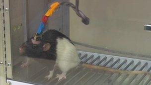 Rat in Nicolelis lab