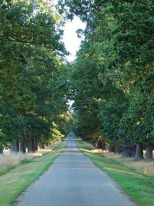 Oak-lined avenue (Image: BBC)