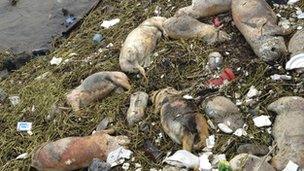 Dead pigs along Songjiang, Shanghai - picture released 10/3/13