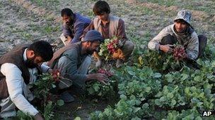 Farmers work in a field in Jalalabad, in Afghanistan