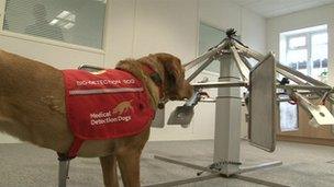 Daisy - trained to sniff out prostate cancer