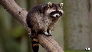 A raccoon is seen in its enclosure at the Schwarze Berge wildlife park in Hamburg, northern German 28 February 2013