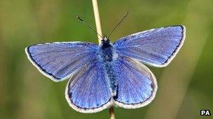 Обыкновенная голубая бабочка