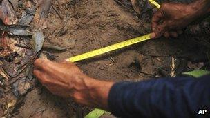 In this undated photo released by the WWF-Indonesia, a scientist measures a footprint which is believed to be of a Sumatran rhino in a forest in West Kutai, East Kalimantan province, Indonesia