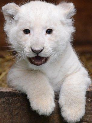 Rare white lion cub appears at Hertfordshire wildlife park - BBC News