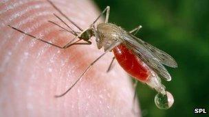 A mosquito feeding on human blood