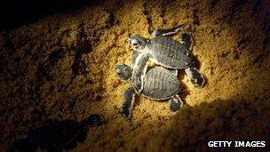 Leatherback turtle hatchlings make their way into the sea in Malaysia August 2004