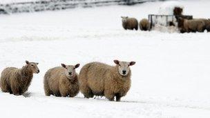 Sheep in snow in Flintshire