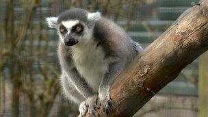 Lemur at the Five Sisters Zoo