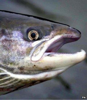 Salmon (Image: PA)