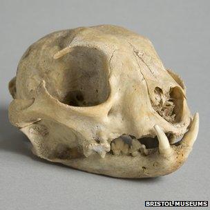 Skull of Canadian lynx