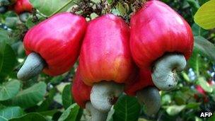 Cashew nuts growing on a tree (Archive shot)