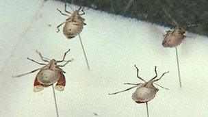 stink bugs on sticks in a lab