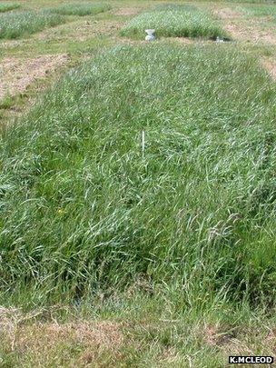 Plot of hybrid grass (Image: Kit Macleod)