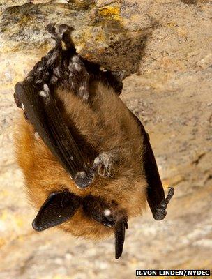 Eastern small-footed bat with WNS (Image: Ryan von Linden/NYDEC)
