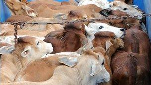 Australian cows being exported to Indonesia (June 2011)