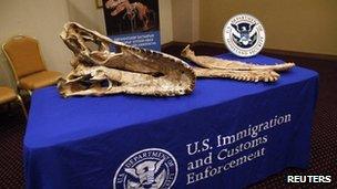 Dinosaur fossils displayed during a repatriation ceremony in New York on 6 May