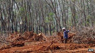 File photo: Rubber plantation in Vietnam