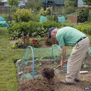 Man working in an allotment