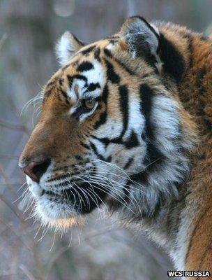 Amur tiger (Image: WCS Russia)
