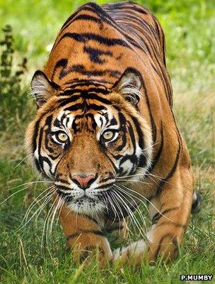 Sumatran tiger (Image: Phil Mumby)