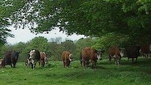 Bovine Tuberculosis on Greenham and Crookham Commons - BBC News