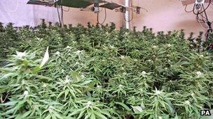 Cannabis plants in factory