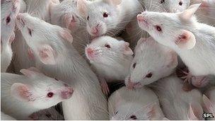 Lab mice