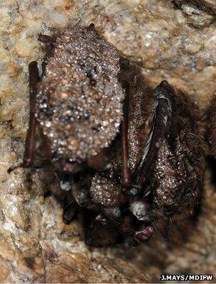 Cluster of little brown bats infected with WNS (Image: Jonathan Mays, Wildlife Biologist, Maine Department of Inland Fisheries and Wildlife)
